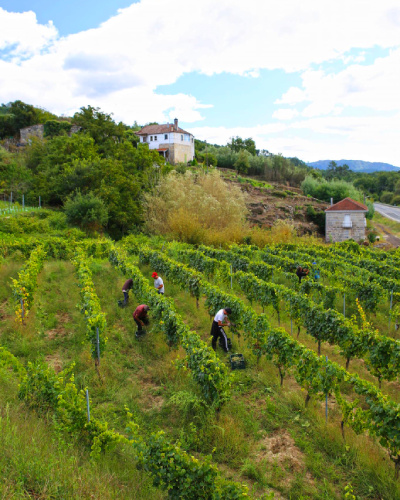 Vendimia en una bodega de Galicia, Cuñas Davia en el Ribeiro